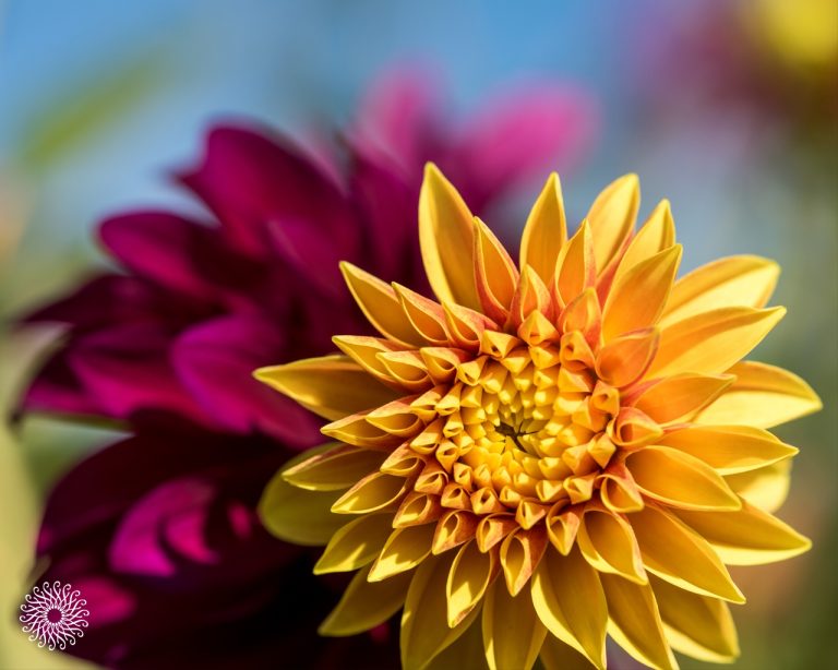 MEM Wallpaper Aug2018 1280x1024 6 1 768x614