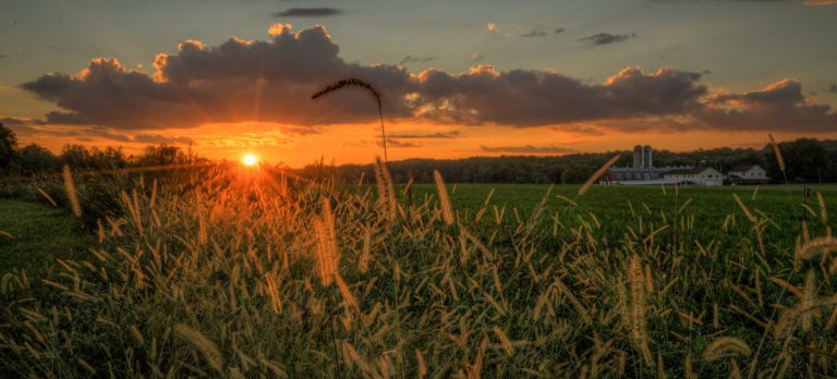 sads burst wheat 768x348